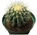 Golden Barrel Cactus